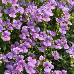 Nemesia Mirabelle